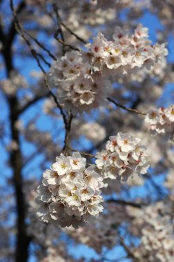 Güzel kiraz çiçeği sakura ilkbahar zamanı mavi gökyüzünde