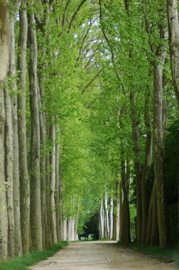 Versailles Sarayı bahçelerde Paris bahar. Renkler harika.  