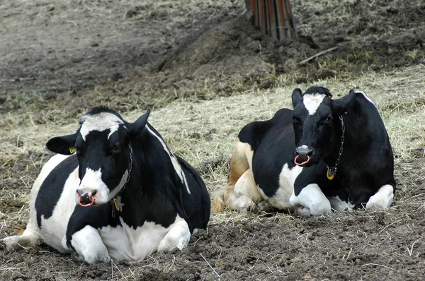Vaca Preta Branca Campo Japão — Fotografia de Stock