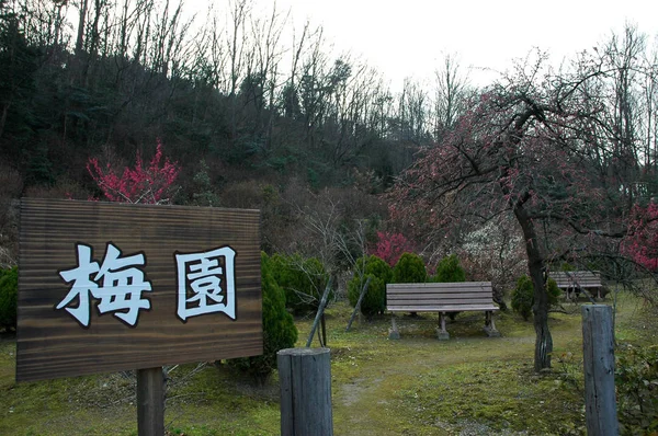 Inuyama Japan Apr 2018 Сливовый Цветочный Сад Инуяме Япония — стоковое фото