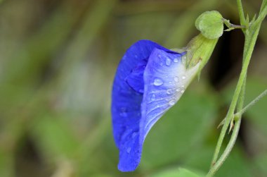 Güzel taze mavi bezelye çiçek doğada