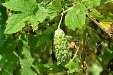 Acı kavun ya da acı kabak Bahçe