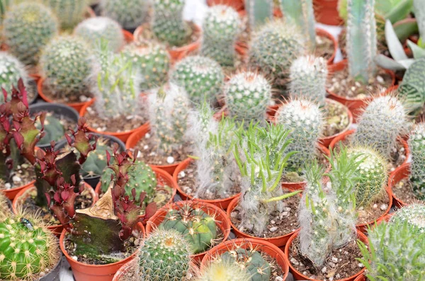 Primo Piano Cactus Piante Grasse Tavola — Foto Stock