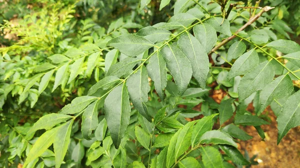 Folha Caril Verde Fresco Árvore — Fotografia de Stock