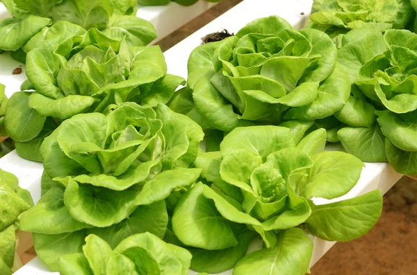 Lettuce vegetable growing in greenhouse of hydroponic farm