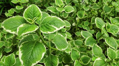 Taze Hint hodan bitki doğa bahçesinde kullanılan renkler