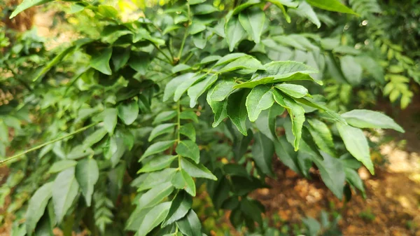 Fresh green curry leaf on the tree