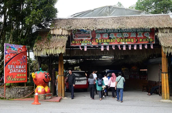 Genting Highlands Malaysia Dec 2018 Strawberry Leisure Farm Genting Highlands — Foto Stock