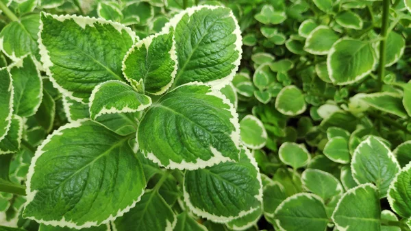 Fresh Variegated Indian Borage Plant Nature Garden — Stock Photo, Image