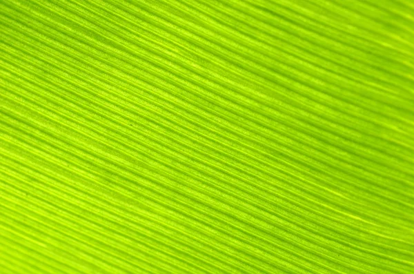 Primer Plano Licencia Plátano Verde Con Color Brillante — Foto de Stock