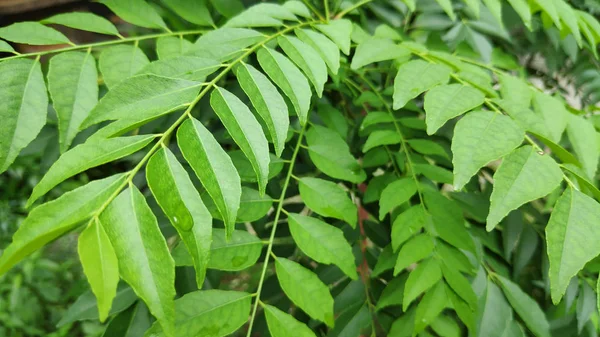 Fresh green curry leaf on the tree