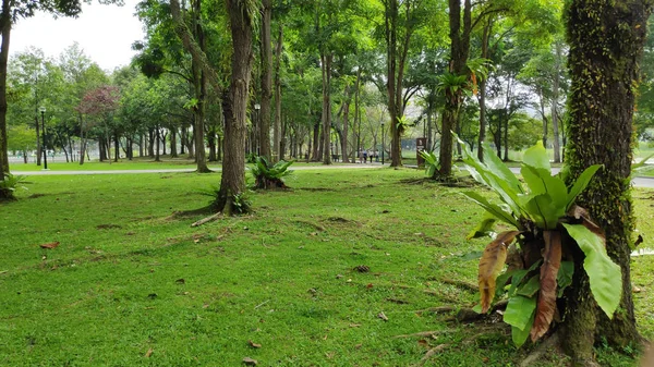 Singapur Ene 2019 Panorama Vista Verde Limpio Parque Junto Lago — Foto de Stock