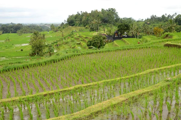 Jatiluwih Risterrass Med Solig Dag Och Gröna Djungler Ubud Bali — Stockfoto