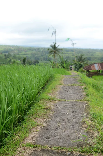 Jatiluwih Rijstterras Met Zonnige Dag Groene Jungles Ubud Bali — Stockfoto