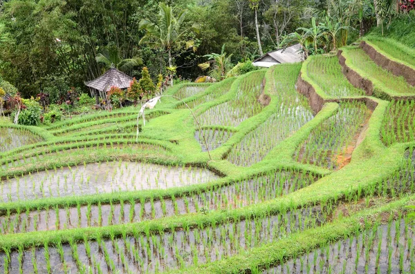 Jatiluwih Rice Terrace Sunny Day Green Jungles Ubud Bali — Stock Photo, Image