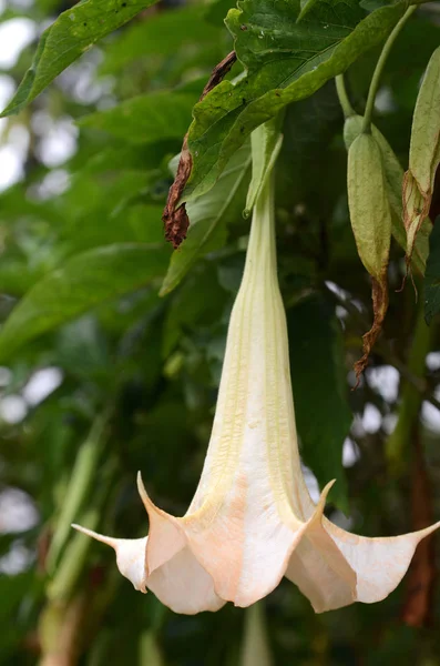 Brugmansia Blüten Der Familie Solanaceae Auch Als Engelstrompeten Bekannt — Stockfoto