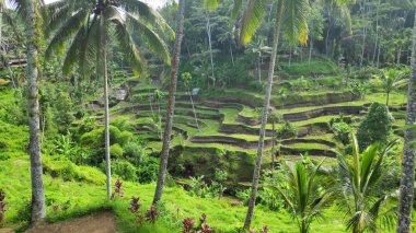 Ubud, Bali 'de Tegalalang pirinç terasları. Tegalalang Rice Terrace ünlü turist nesnelerinden biridir.