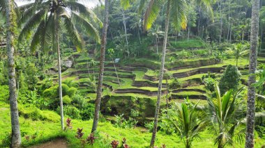 Ubud, Bali 'de Tegalalang pirinç terasları. Tegalalang Rice Terrace ünlü turist nesnelerinden biridir.