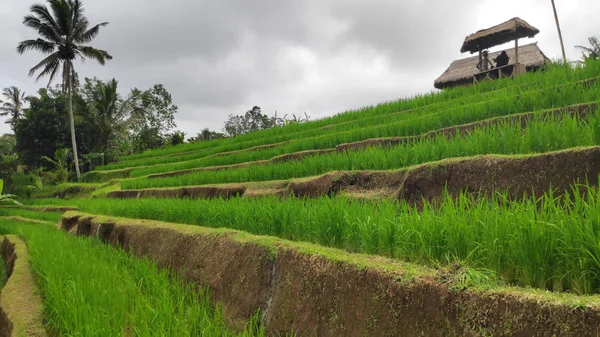 Jatiluwih Risterrass Med Solig Dag Och Gröna Djungler Ubud Bali — Stockfoto