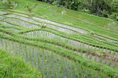 Jatiluwih pirinç Teras Ubud, Bali