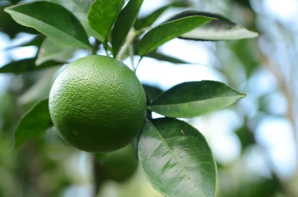 緑の有機柑橘類の果実 — ストック写真