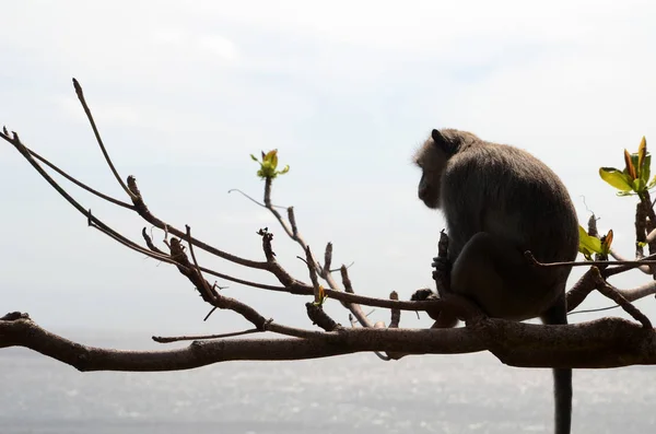 Affe am Baum an einem Sommertag — Stockfoto