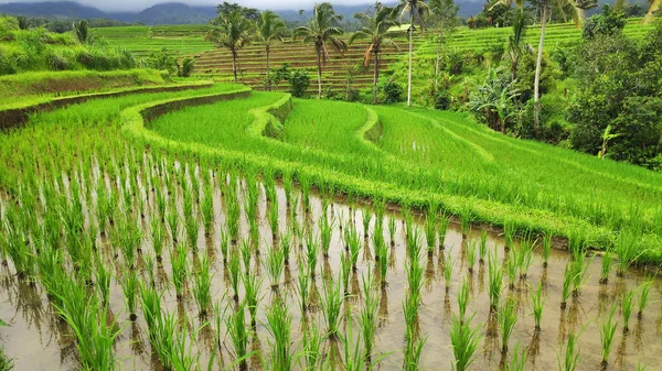 Jatiluwih ρύζι βεράντα με ηλιόλουστη μέρα στο Ubud, Μπαλί — Φωτογραφία Αρχείου