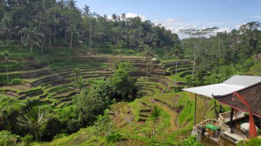 Tegalalang pirinç terasları Ubud, Bali