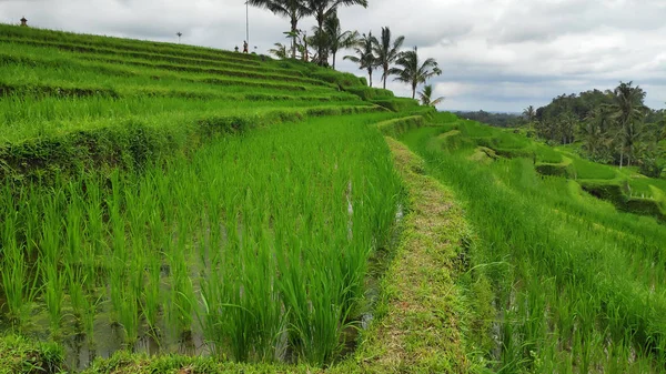 Jatiluwih rijstvelden met zonnige dag in Ubud, Bali — Stockfoto