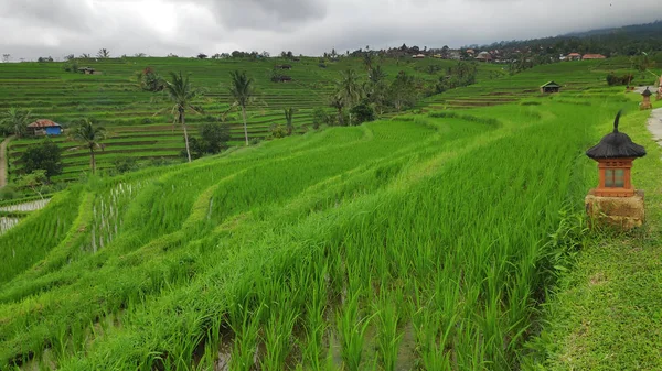 Jatiluwih rice terrace with sunny day in Ubud, Bali