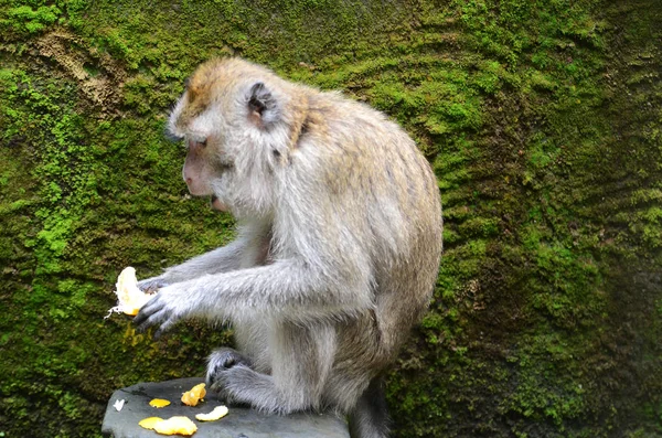 Mono sentado en una piedra — Foto de Stock