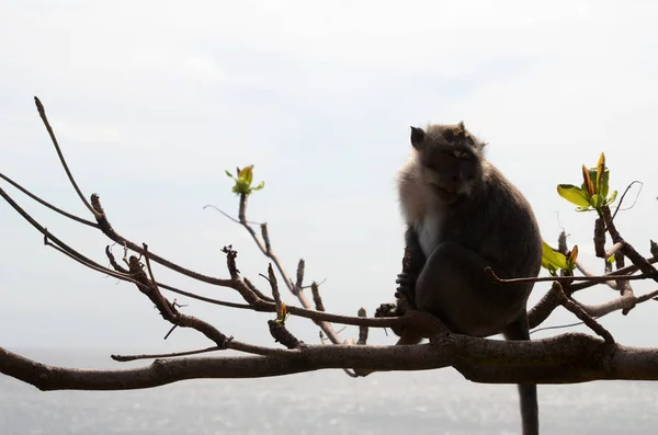 Aap op boom op zomerdag — Stockfoto