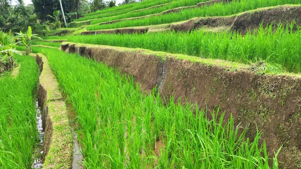 Terraza de arroz Jatiluwih con día soleado en Ubud, Bali — Foto de Stock