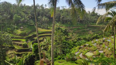 Tegalalang pirinç terasları Ubud, Bali