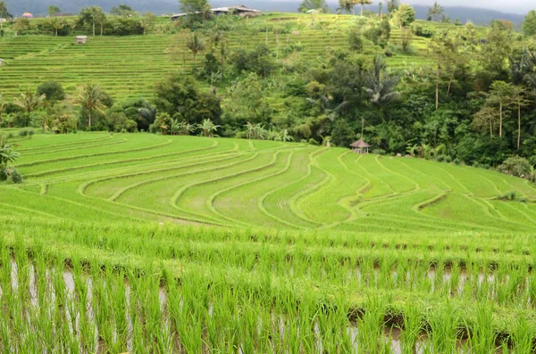 Jatiluwih rice terrace in Ubud, Bali — Stock Photo, Image