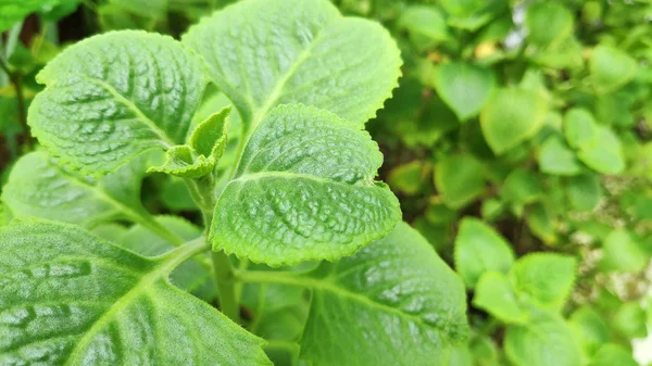Świeże zielone ogórecznika indyjska roślina — Zdjęcie stockowe