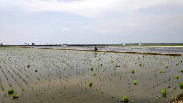 Temporada de plantio de campo Paddy — Fotografia de Stock