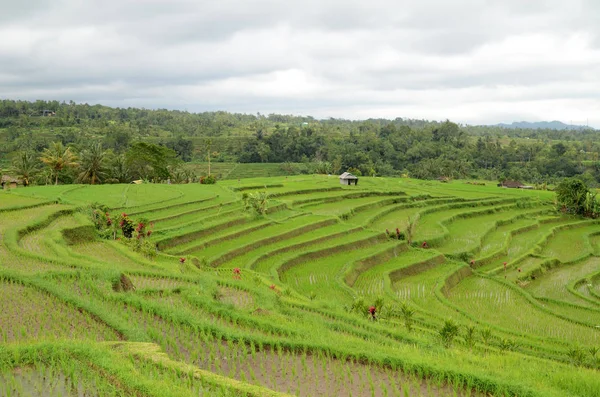 Jatiluwih rice terrace in Ubud, Bali — Stock Photo, Image