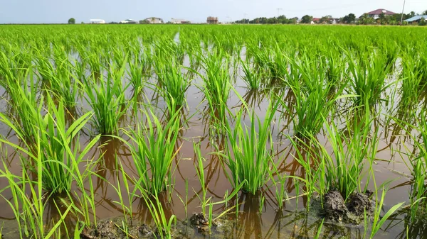 Jeune rizière verte fraîche — Photo