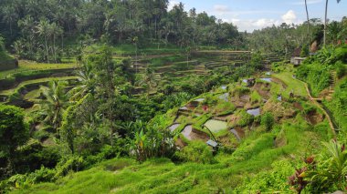 Tegalalang pirinç terasları Ubud, Bali