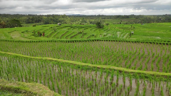 Jatiluwih rice terrace with sunny day in Ubud, Bali