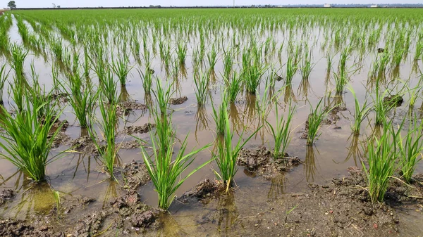 Temporada de plantio de campo Paddy — Fotografia de Stock