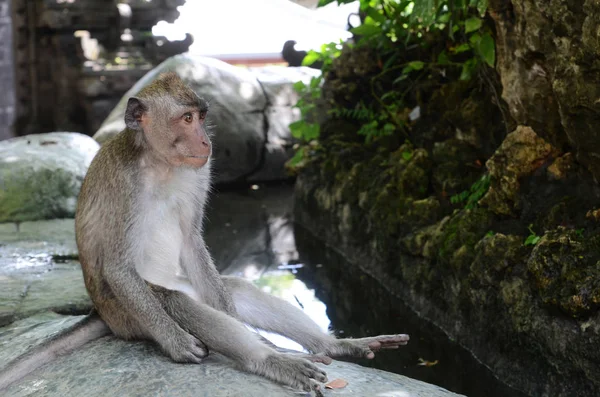 Mono en el bosque sagrado del mono en Bali — Foto de Stock