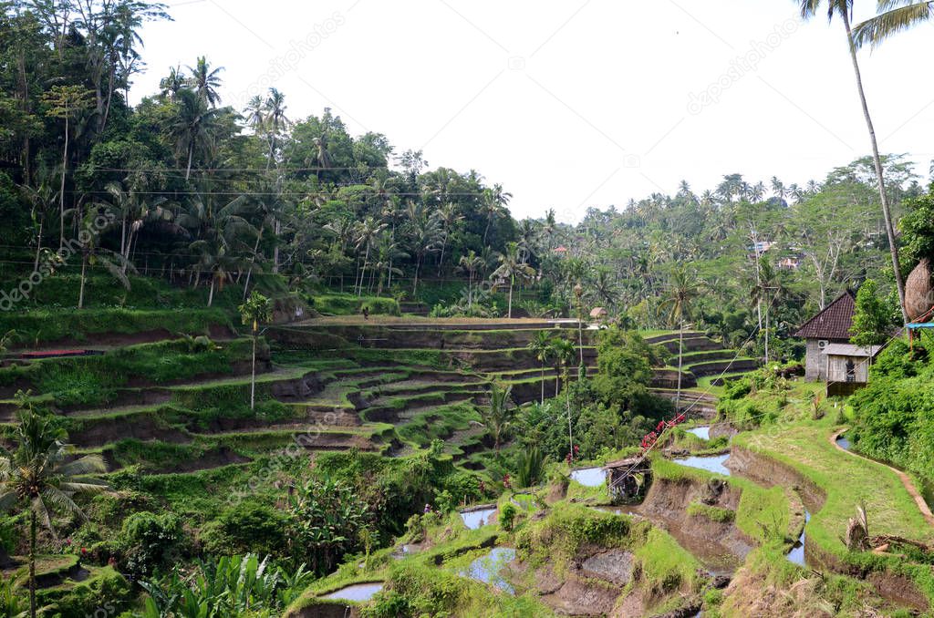 Tegalalang rice terraces in Ubud, Bali