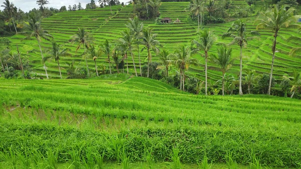 Terrazza di riso Jatiluwih con giornata di sole a Ubud, Bali — Foto Stock