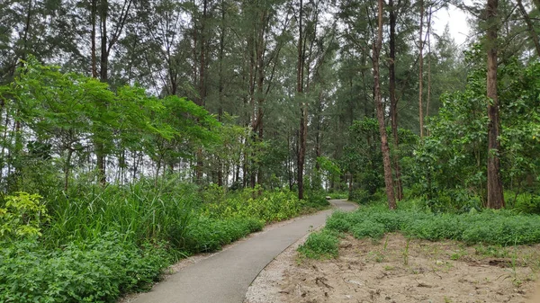 Road way to the jungle — Stock Photo, Image