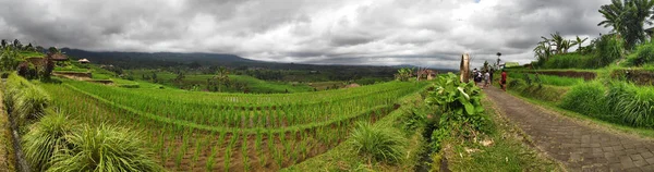 Jatiluwih arroz terraço com dia ensolarado e selvas verdes em Ubud , — Fotografia de Stock