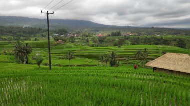 Jatiluwih pirinç Teras gün Ubud, Bali