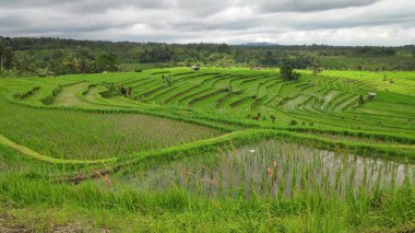 Jatiluwih pirinç Teras güneşli bir günde Ubud, Bali ile