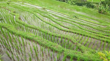 Jatiluwih pirinç Teras güneşli bir günde Ubud, Bali ile